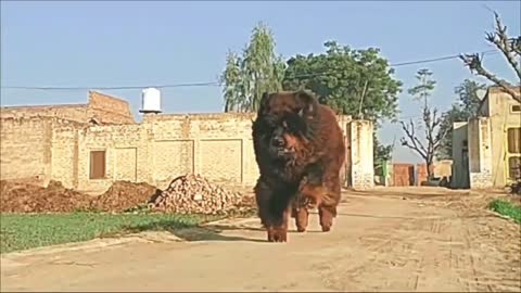 FUNNY DOG S VIDEO FUNNY DOG VIDEO