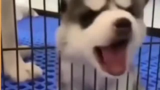 Funny cute puppies