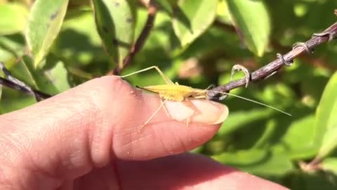 Narrow winged tree cricket