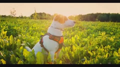 Cute and Funny Dog Videos – Relax Your Mind