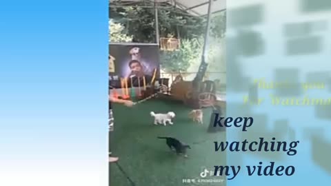 Rumble/funny dog ,cute dog ,best funny video #short