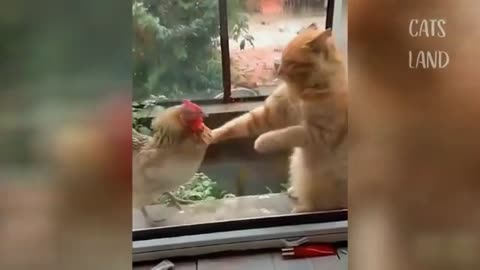 You can't stand a second without laughing on this crazy cute cat funniest video 2021