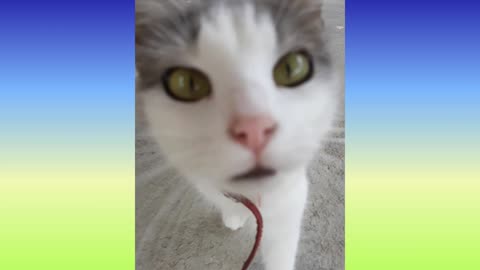 Meowing cat 1