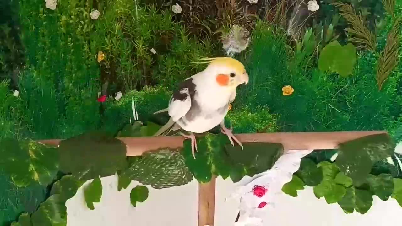 this sound will make your cockatiel happy and Singing