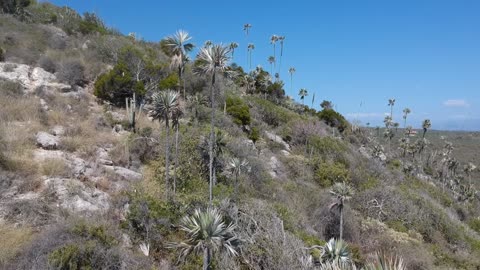 Coccothrinax boschiana in habitat, Dominican Republic