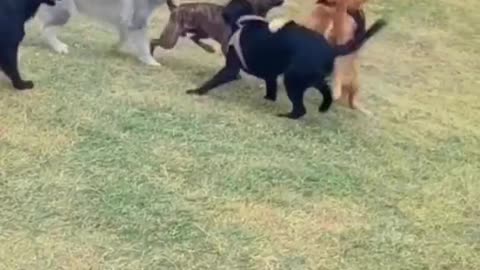 husky dissuade his bro Golden retriver from fighting