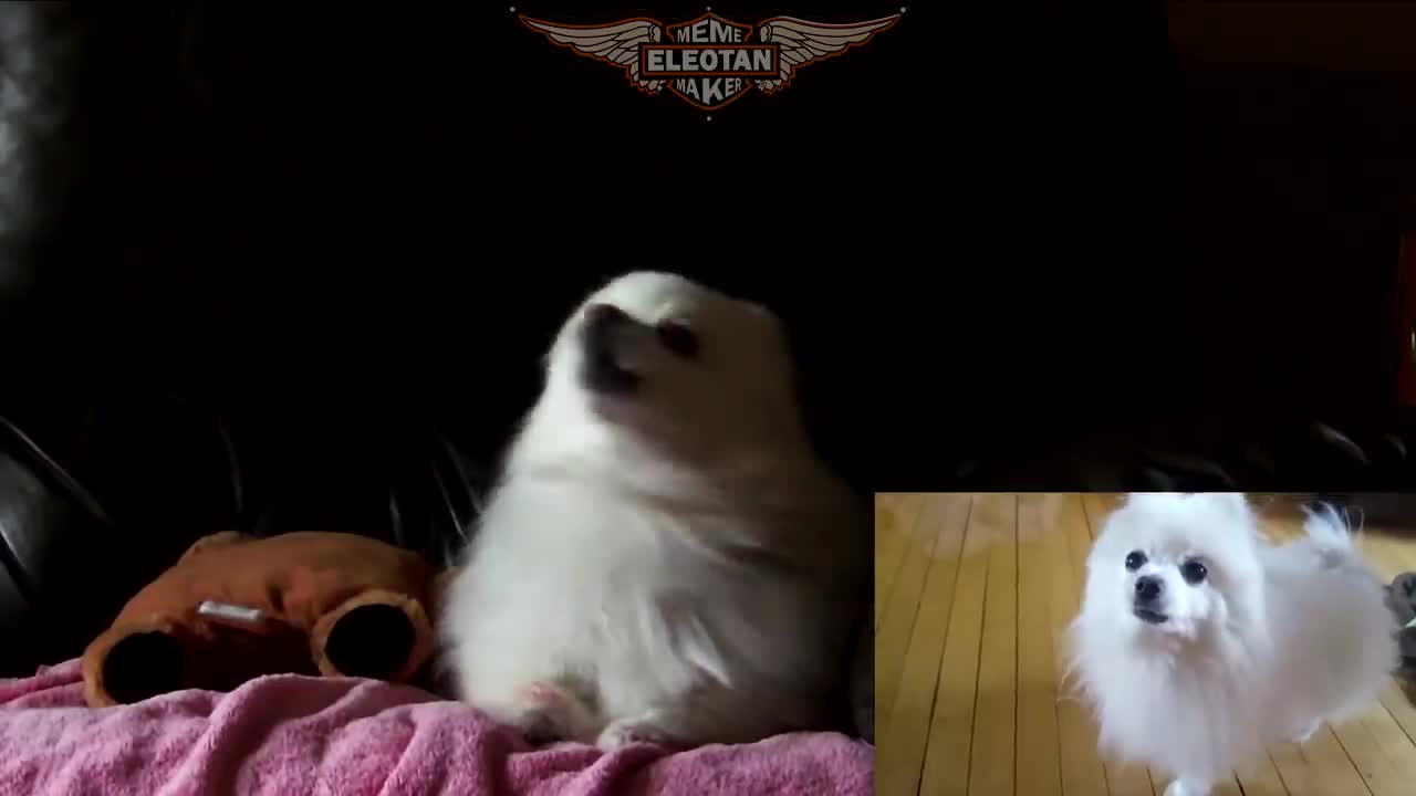 Cute Dog - Music - Sad Song