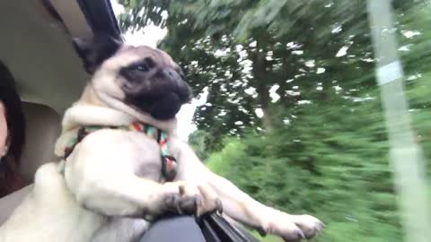 Pug intenta morder árboles desde la ventanilla del auto en movimiento