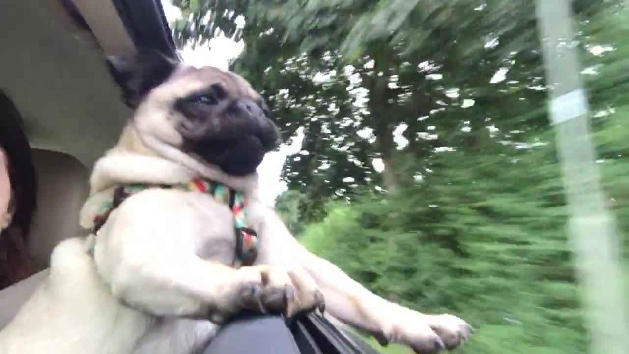 Pug intenta morder árboles desde la ventanilla del auto en movimiento