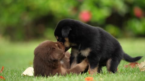 Puppy completely baffled by his mirror reflection