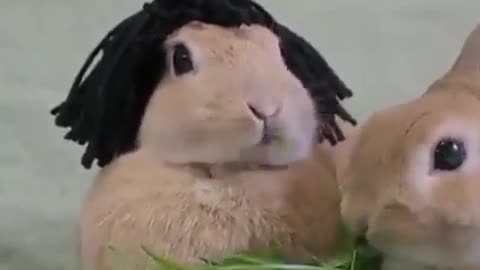 Out of every thing I watch I think that this is the cutest!