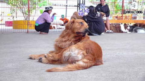 FUNNY DOG & PUPPY VIDEO