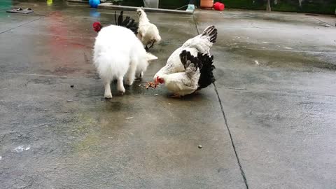 Chicken and dog Carefree