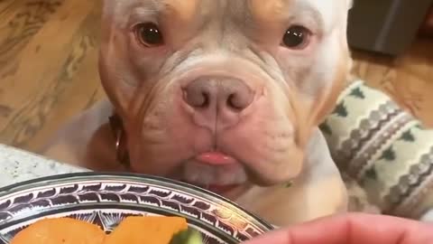 Baby Dogs 🔴 Cute and Funny Dog Videos