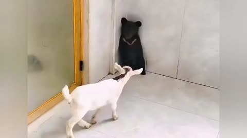 Best funny video