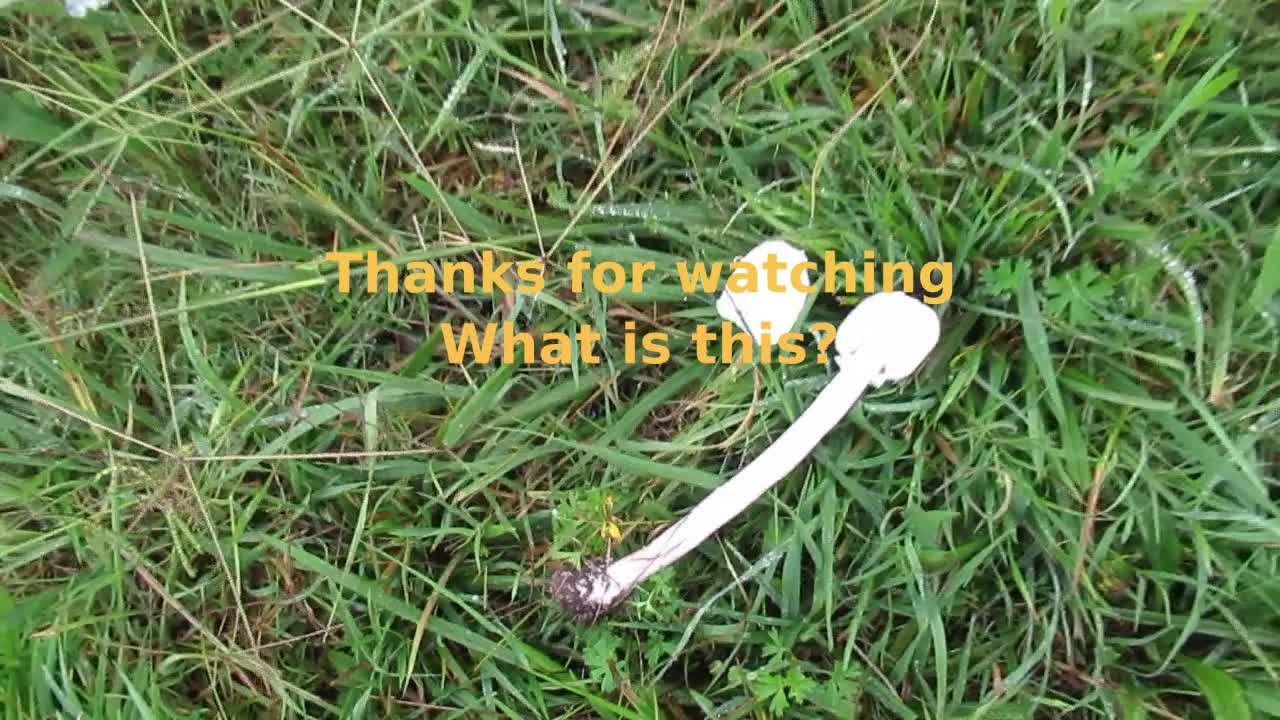 Tall white mushrooms: Outside Adventures