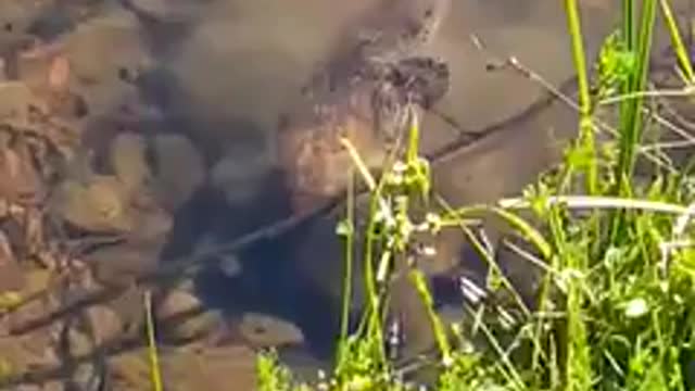 Platypus swimming cool around
