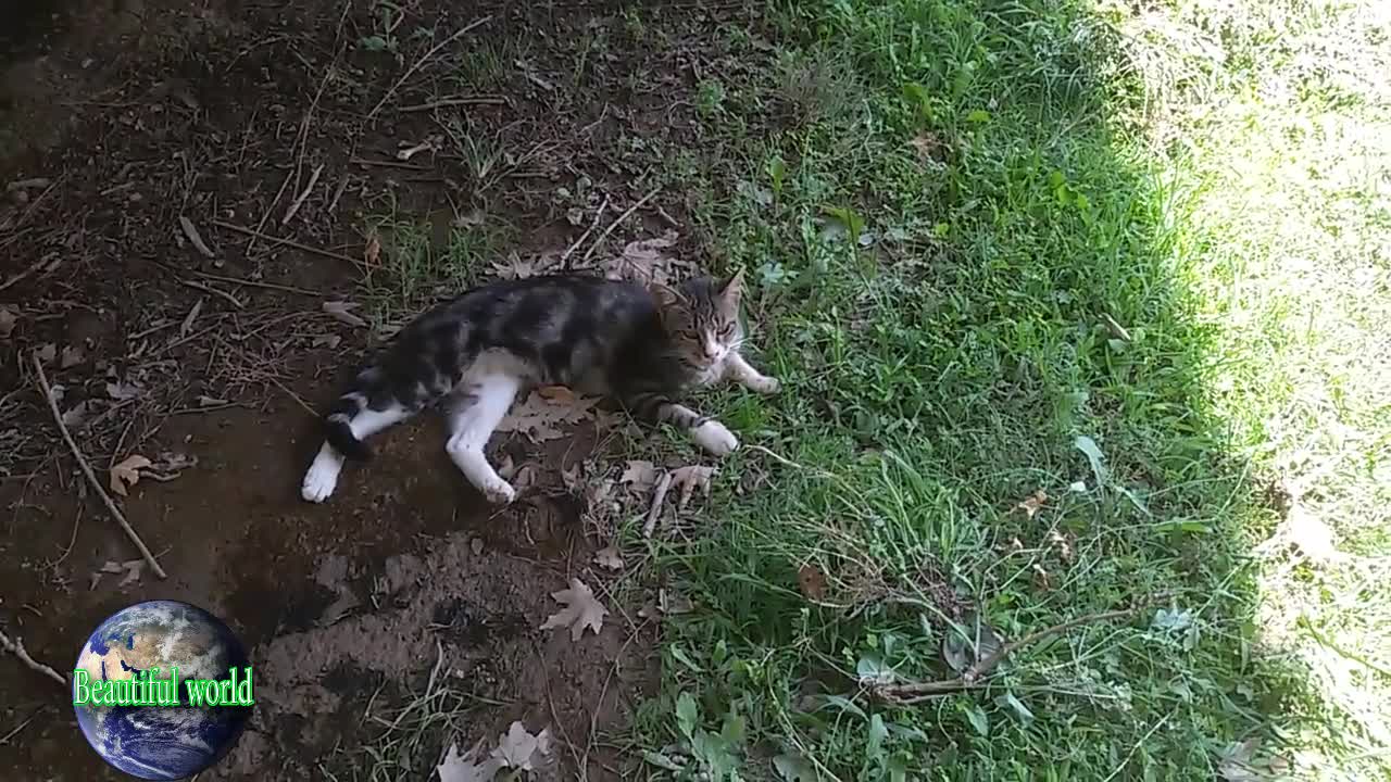 The cat is resting | funny cat | Playful cat | cats | most popular cat video | popular cat video