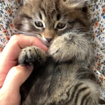 relaxation time for cat