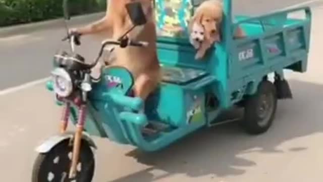 Human Trapped in Labrador?!