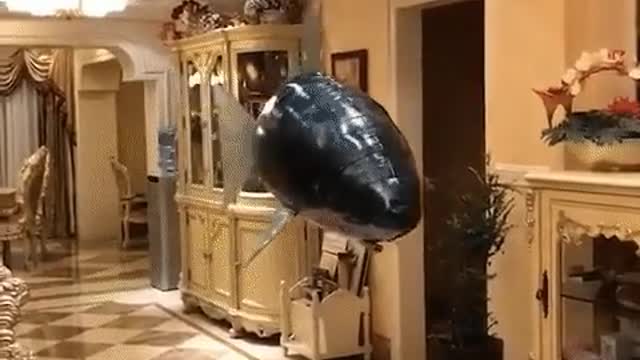 shark flying