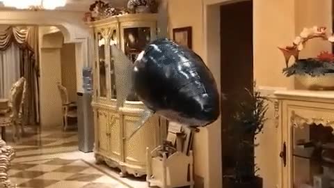 shark flying