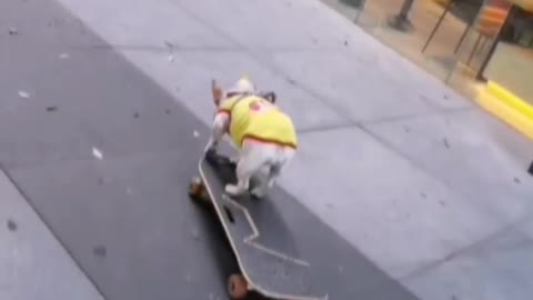 smart dog
