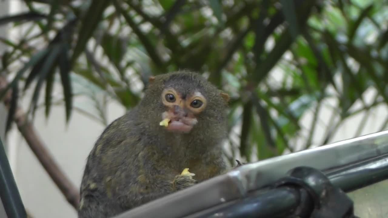 Littel Monkey