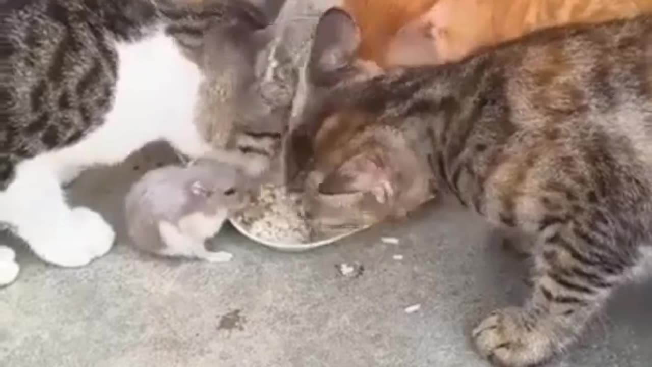 Impossible cat and rat are eating