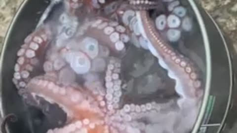 Boiling octopus