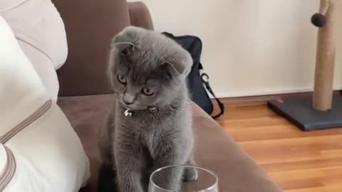 Funny vide sso cut baby