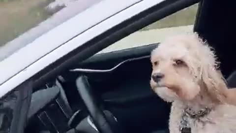 Just a Dog and his Tesla