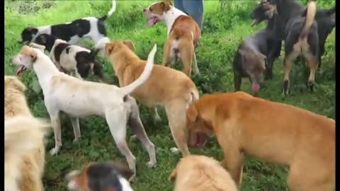 Funny animal videos Cute animal videos