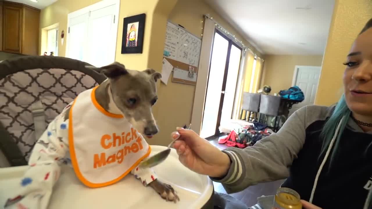 Girl treats her dogs like babies for a day