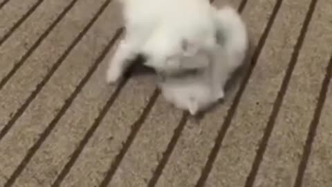 Little kittens playing so cute