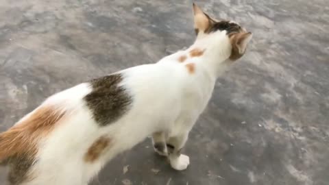 Cute kitten _ Funny cats and kittens videos 2022 #85