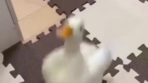 Beautiful Duck Stealing Food