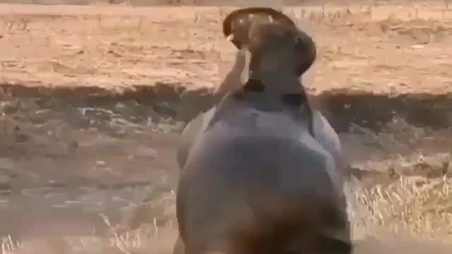 FORCE