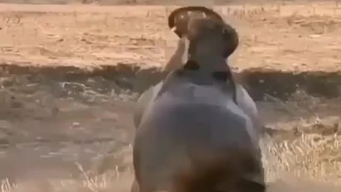 FORCE