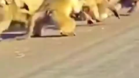 Baboons Vs 🐆 Leopard fight