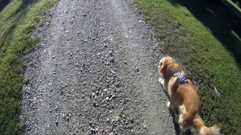 June 2nd, 53º Flynn and I stick to the grass and see a hare.