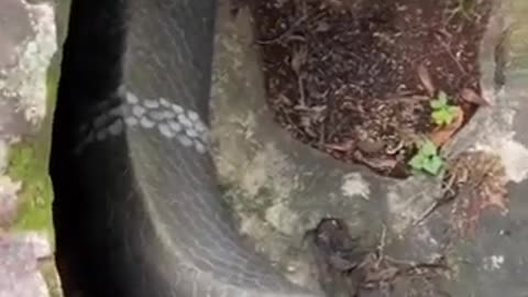 world biggest cobra snake 2021