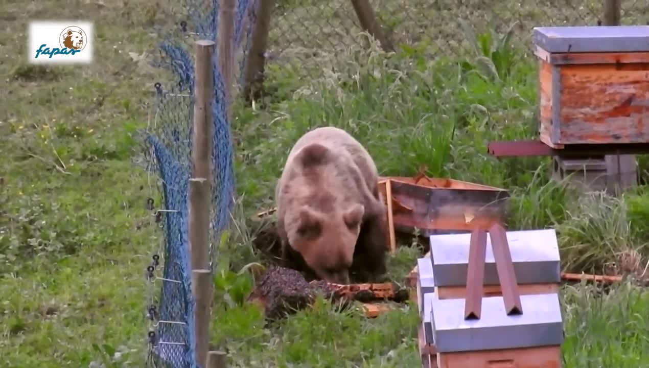 Oso en colmena de avejas