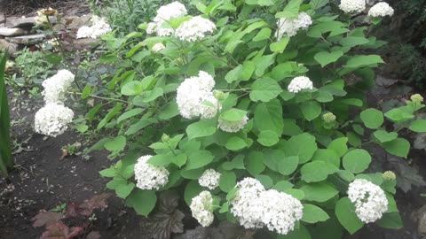 Hydrangea