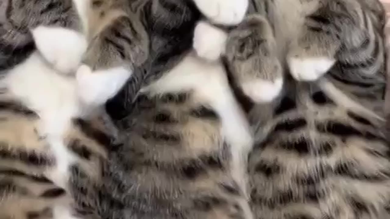 That sounds like an awesome sports car engine purring