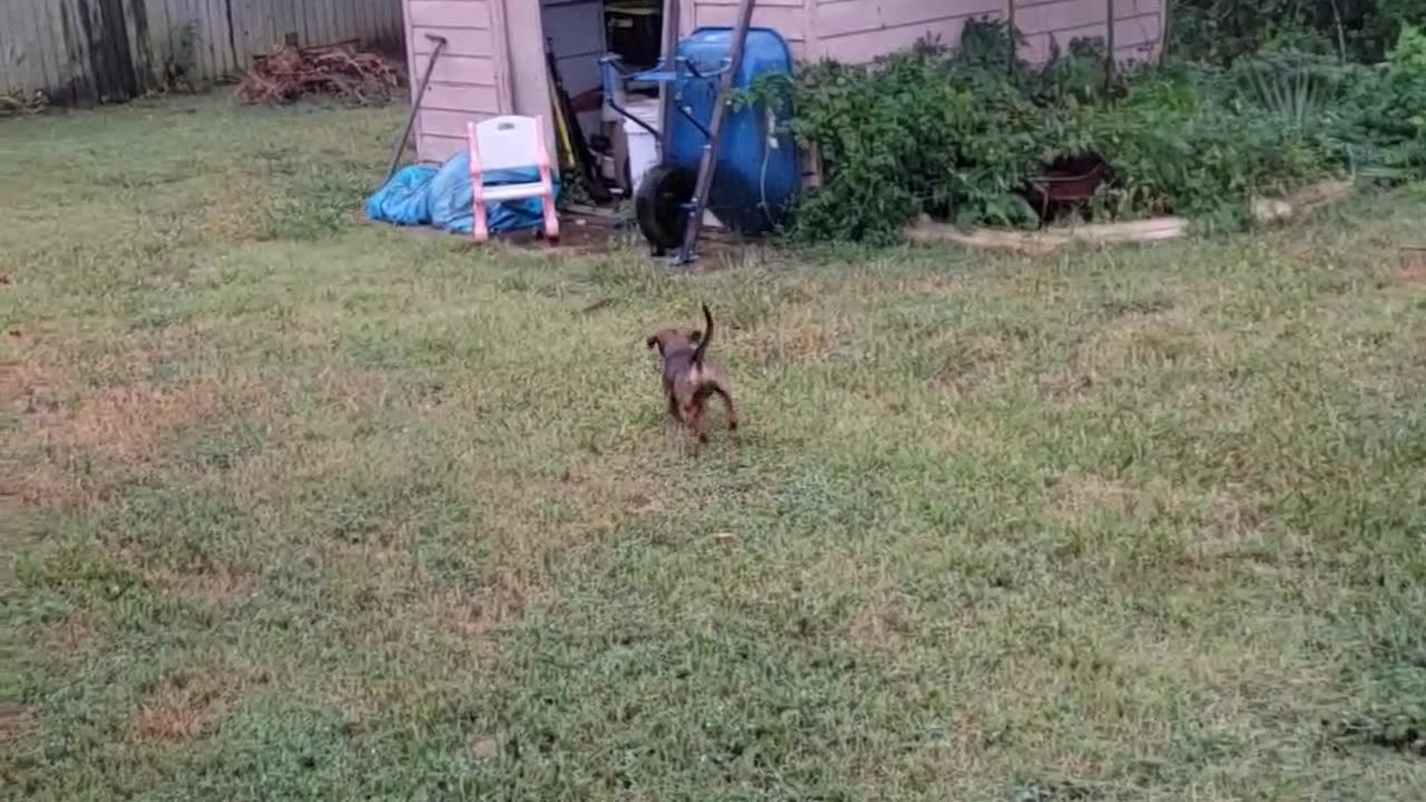 Clever Doggo Figures Out How to Get His Stick Through the Doggy Door