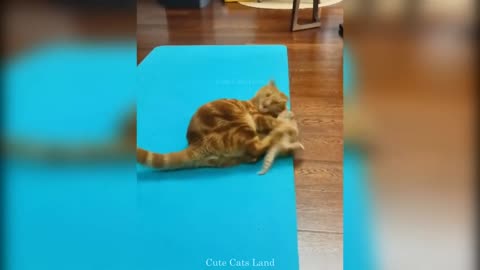 How Well Mother Cats Take Care of Their Kittens... so cute