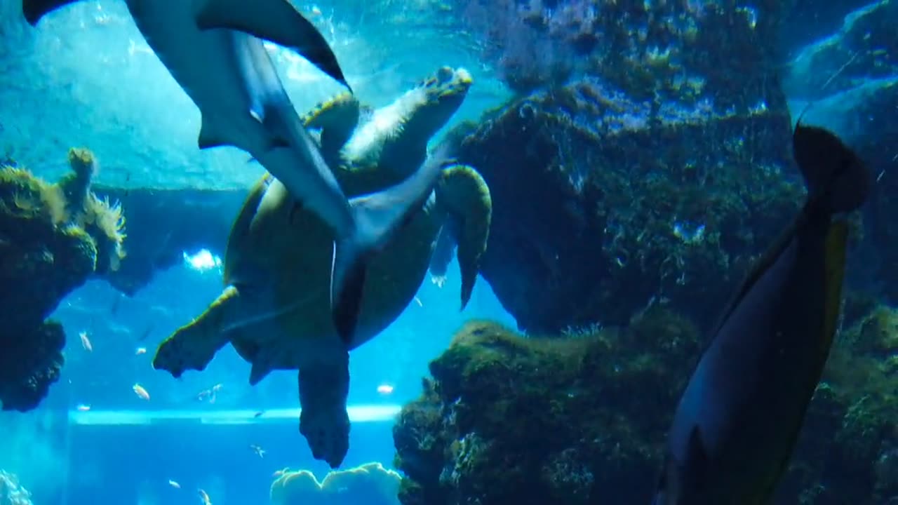 Turtle