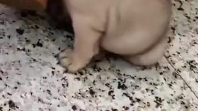CUTE ANIMALS 🐕 Funny PAPPY #Shorts