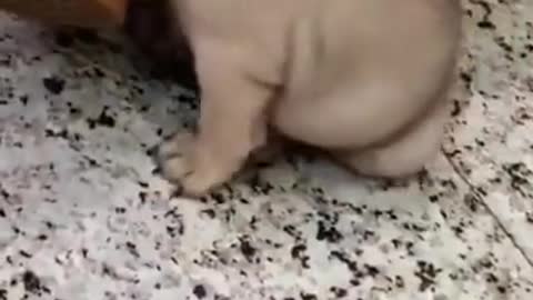 CUTE ANIMALS 🐕 Funny PAPPY #Shorts